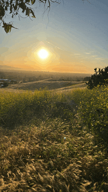 a sunset over a field of tall grass and flowers