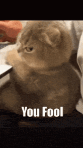 a cat is sitting on a person 's lap with the words you fool below it