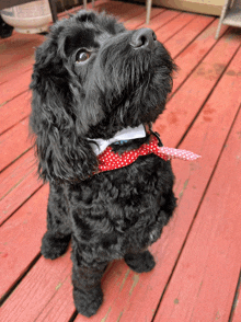 a small black dog wearing a red and white polka dot bow tie