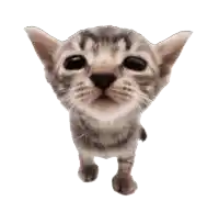 a close up of a kitten looking up at the camera