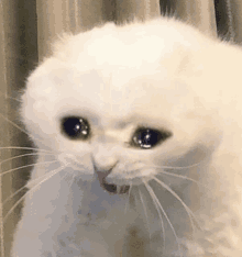 a white cat with a sad look on its face is standing next to a curtain .