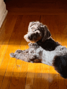 a small dog laying on a wooden floor looking at the camera