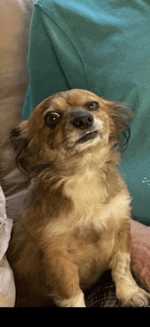 a brown and white dog sitting on a couch looking up