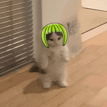 a cat wearing a green hat is standing on its hind legs on a wooden floor .