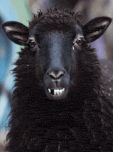 a close up of a black sheep 's face shows its teeth