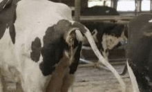 a black and white cow is drinking milk from a hose in a barn .