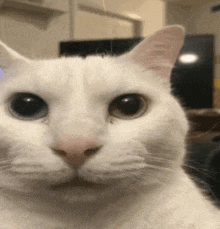 a close up of a white cat looking at the camera in a room .