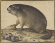 a painting of a squirrel sitting on a rock next to some plums