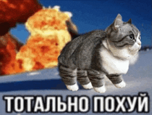 a cat is standing in front of an explosion with the words totally poxyy in the bottom right corner