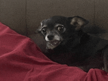 a small black chihuahua laying on a red blanket