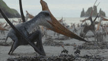 a large bird with a long beak is standing on a beach with other birds