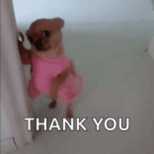 a small dog wearing a pink dress is standing next to a wall and says thank you .