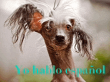 a picture of a hairless dog with the words yo hablo espanol in blue