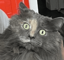 a close up of a gray cat with green eyes