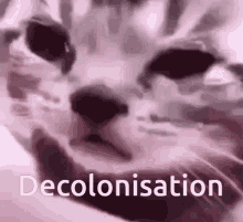 a close up of a cat 's face with the words `` decolonisation '' written in the corner .