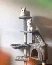 two white cats sitting on a cat tree