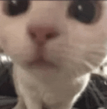 a close up of a cat 's face with black eyes looking at the camera .