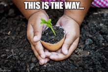 a person is holding a small plant in their hands with the words this is the way written above them