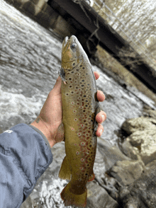 a person holds a brown trout in their hand