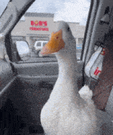 a white duck is sitting in a car in front of a bob 's furniture store
