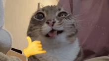 a cat with its tongue out and a thumbs up emoji