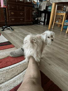 a small white dog standing on a person 's leg in a living room