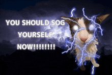 a cat is surrounded by lightning and the words " you should sog yourself now " are above it