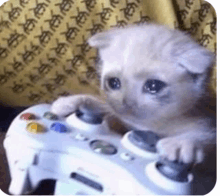 a white kitten is playing a video game with a controller .