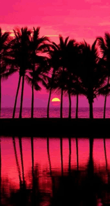 a sunset over the ocean with palm trees in the foreground and a pink sky in the background .