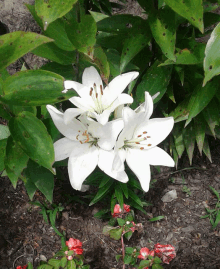 a white flower is surrounded by green leaves in a garden