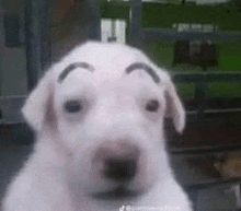 a white puppy with a fake eyebrow on its face is looking at the camera .