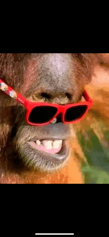 a close up of a monkey wearing red sunglasses and smiling .