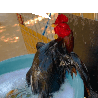 a rooster is taking a bath in a bucket of water