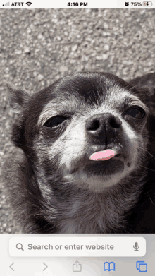 a phone screen shows a chihuahua sticking its tongue out and the time is 4:16 pm