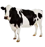 a black and white cow standing on a white surface