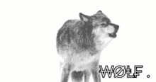 a black and white photo of a wolf howling and the word wolf below it