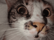 a close up of a cat 's face with a surprised look on it 's face