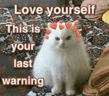 a white cat with hearts on its head is sitting on a couch with a warning message .