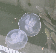 two jellyfish are floating in a pond with fish swimming around them