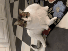 a cat laying on its back on a checkered rug