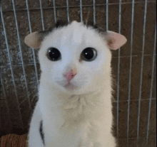 a white cat with black ears is standing in a cage