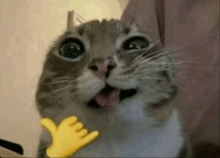 a close up of a cat with its mouth open and a yellow hand pointing at it