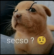 a picture of a dog with the words secso written on the bottom