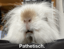 a close up of a guinea pig with the word pathetisch written below it