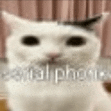 a close up of a white cat 's face with the words `` rental phones '' written in the background .