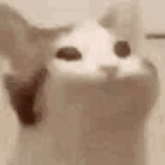 a close up of a white cat looking at the camera with its mouth open .