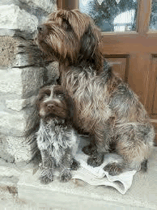 a couple of dogs are sitting next to each other on a porch .