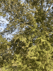 looking up at a tree with lots of green leaves