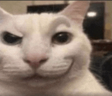 a close up of a white cat making a funny face with its eyebrows .