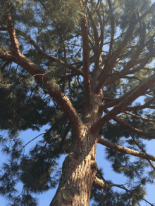 looking up at a pine tree with a blue sky behind it